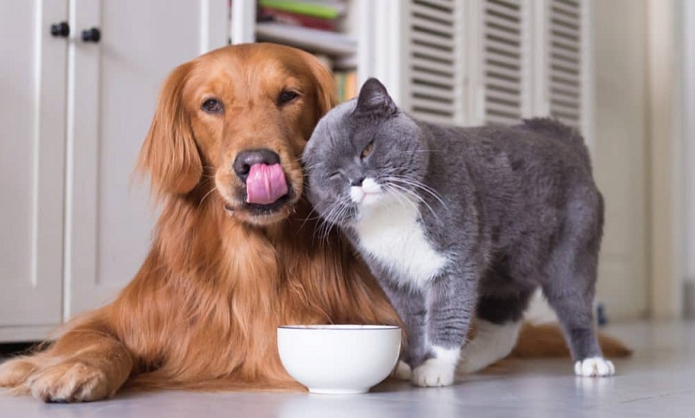 Зарегистрировать домашнее животное необходимо владельцам жилья. Как это сделать?