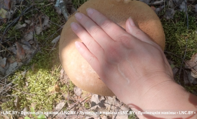 Грибов все больше и больше! В Брестской области сезон в разгаре!     