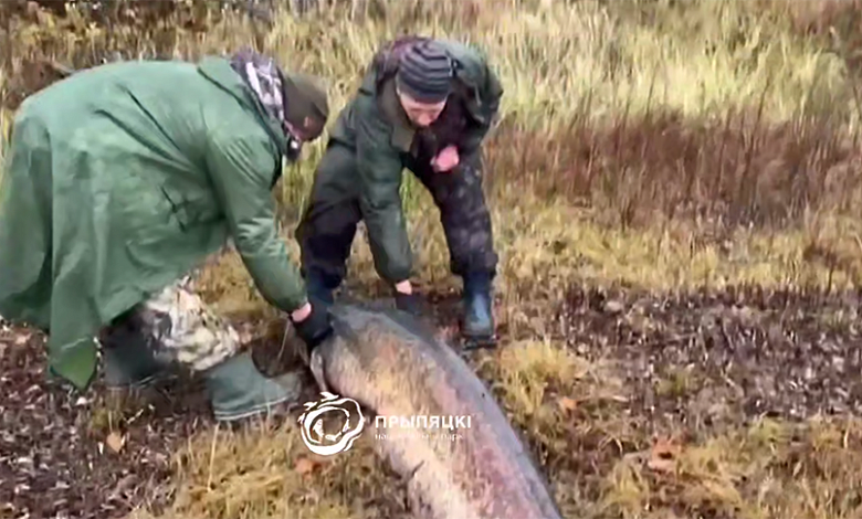 Сома длинной более 2 метров и весом в 100 кило выловили на Полесье