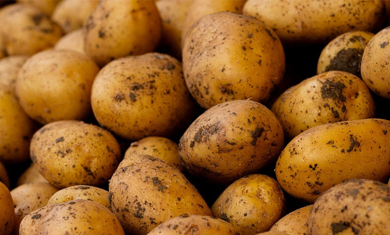 Вывоз картофеля из Беларуси теперь по разовым лицензиям