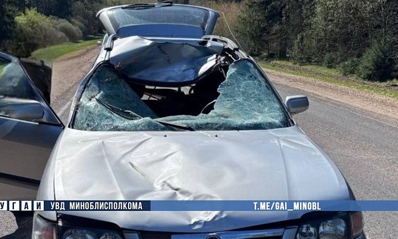 Из-за лосей произошло два ДТП за сутки в Минской области 