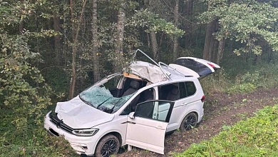 Очередное жесткое ДТП с лосем в Лунинецком районе