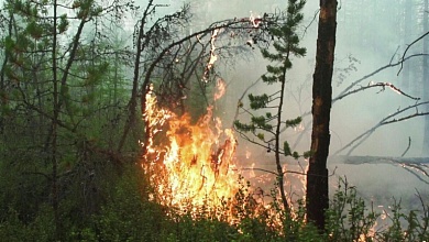 Пять лесных пожаров ликвидировано в Беларуси за минувшие сутки, в том числе и в Столинском районе