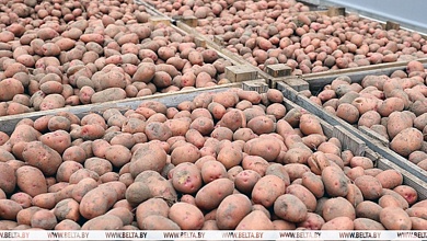 За махинации с реализацией картофеля судили мужчину   