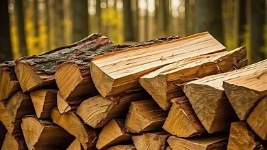 До 50 кубометров! Что нужно для самостоятельной заготовки дров в лесу