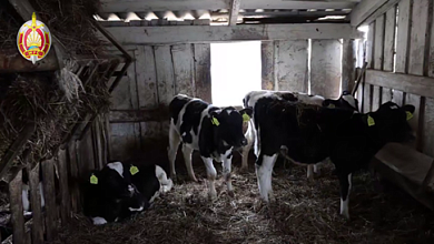 Выявлены крупные махинации в сфере АПК Гомельской области