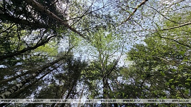 Ограничения на посещение лесов введены во всех районах Брестской области