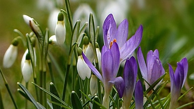 Штраф до 1260 рублей! Сбор первоцветов в Беларуси запрещён!