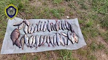 Браконьеру за 40 рыб насчитали более 8 тыс. рублей ущерба и штрафа 