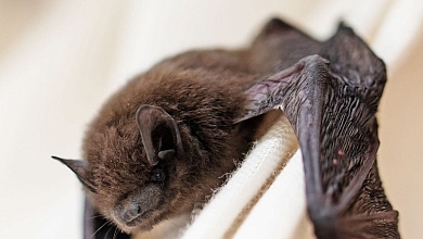 Ученый о случае с летучими мышами в Бресте: Спасти, нельзя выбросить!