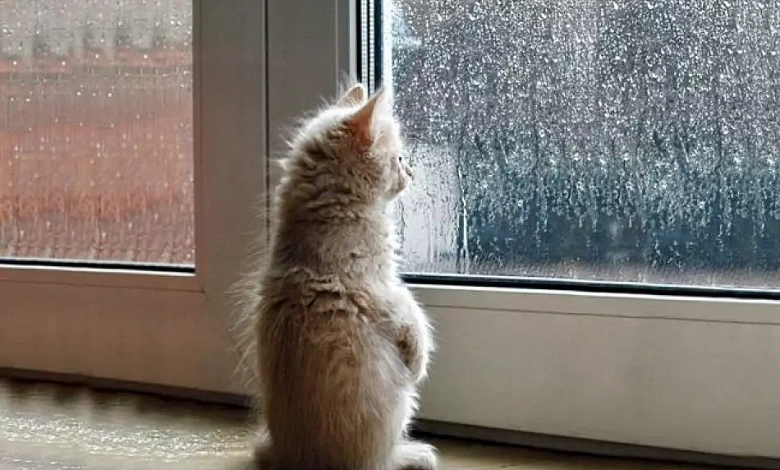 Cильные осадки и туман! Оранжевый уровень объявлен в Беларуси 26 ноября