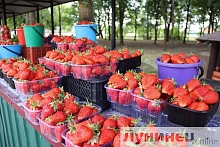 Чем полезна клубника? Врач-диетолог о преимуществах летней (не)ягоды