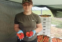 Клубника размером с яблоко! Ягоды весом почти в 200 грамм выросли в Лунинецком районе