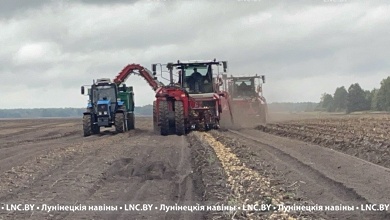 Уже 35 тысяч тонн картофеля накопано в Лунинецком районе