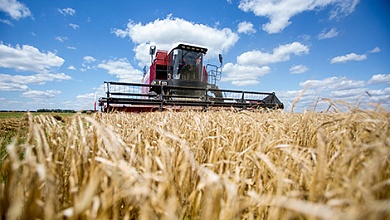 Жатва в Лунинецком районе: убрано 70 процентов площадей