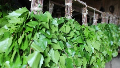 Начинается сезон заготовки березовых веников для бани. Как сделать это правильно?