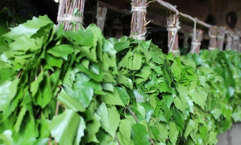 Начинается сезон заготовки березовых веников для бани. Как сделать это правильно?