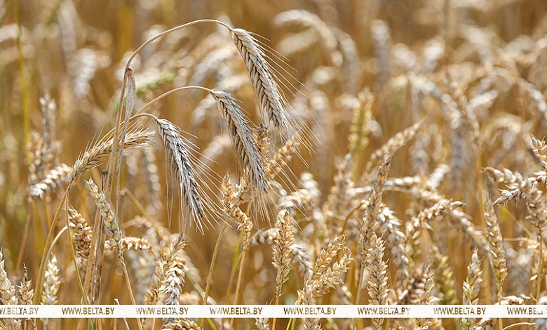 В нескольких районах Брестчины ожидают получить 100 тысяч тонн зерна и более