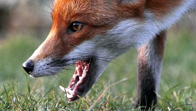 Карантин из-за больной бешенством лисы ввели в Пинском районе