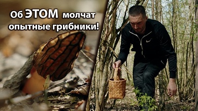 Этот гриб стоит, как айфон! // Как найти и приготовить сморчки? // Лесные суперфуды