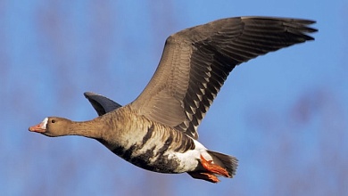 Красавец гусь - пискулька! | Рассказываем на каких птиц запрещено охотиться в Беларуси