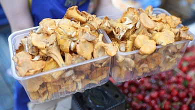 До 840 рублей! Как не попасть на штраф при сборе грибов и ягод! 