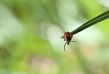 Клещи активизировались в Брестской области