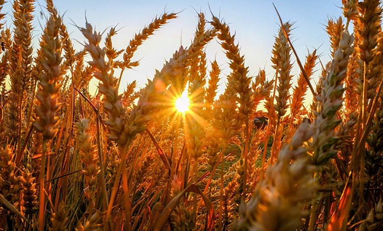 Передовики жатвы-2025 в Лунинецком районе