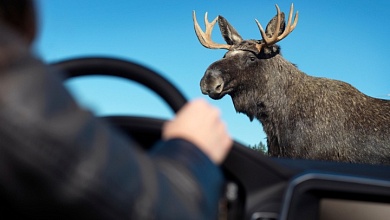 В ДТП на дорогах в Лунинецком районе погибло 13 лосей, 18 косуль...