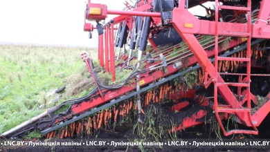 Десятки тысяч тонн моркови! В Лунинецком районе продолжается уборка овощей