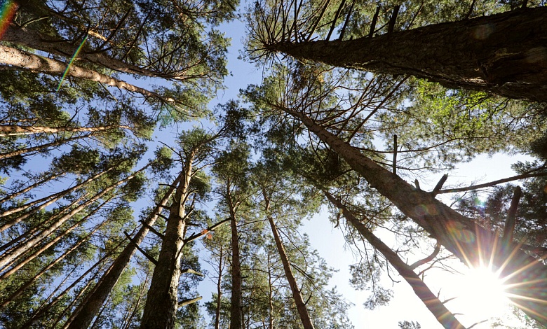 В одном из лесов Брестской области запретили собирать мусор