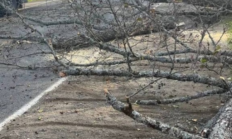 Последствия сильного ветра в Брестской области