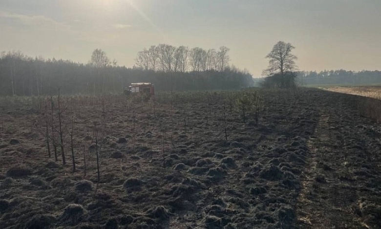 Лесной пожар на площади 1.3 га локализовали в Брестской области