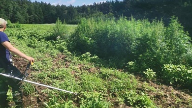 На Лунинетчине правоохранители выявили незаконные посевы мака и конопли 