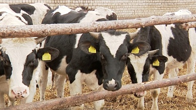 За падеж скота с работников взыскали свыше 26 тыс. рублей