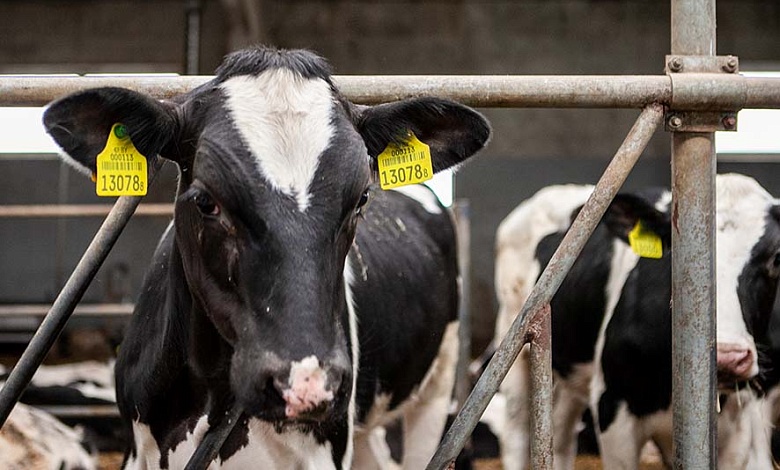 Директор поручил скрыть падеж 10 животных и заработал уголовное дело