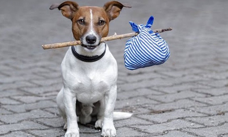 А вы заплатили налог за владение собаками?