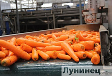 Фермерское хозяйство из Лунинецкого района делает свой вклад в экспортный поток Беларуси