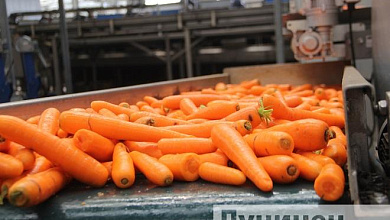 Лунинецкий район может обеспечить всю республику морковью, а Столинский - капустой