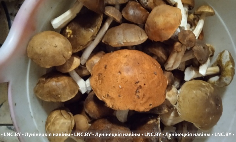 22 октября, грибной сезон в Лунинецком районе продолжается!
