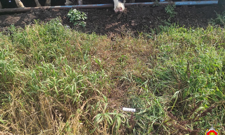 В Лунинецком районе бык напал на рабочего фермы