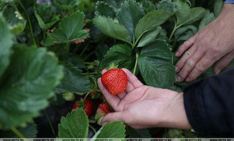 Бизнес на клубнике: Заморозками закаленная и дождями омытая ягода
