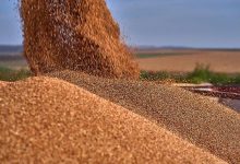 Photo of Украина вывозит запасы пшеницы в Европу, несмотря на угрозу дефицита зерна