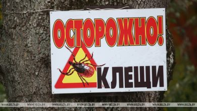 Photo of В Брестской области от укусов клещей в январе-июне пострадали почти 1,5 тыс. человек, почти половина — дети и подростки