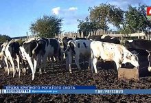 Photo of С фермы сельхозпредприятия похитили семь коров (видео)