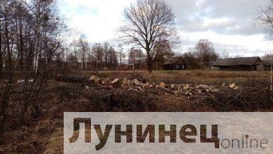 Photo of Три дуба и береза обошлись жителю Лунинецкого района в 3 тысячи рублей