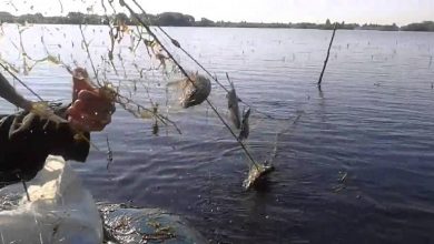 Photo of Обнаружили запрещенные орудия рыболовства, что делать? Рассказывают специалисты