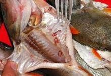 Photo of Как бы не выудить вместе с рыбой описторхоз. Очаги есть и в Припяти